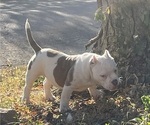 Puppy Puppy 1 American Bully