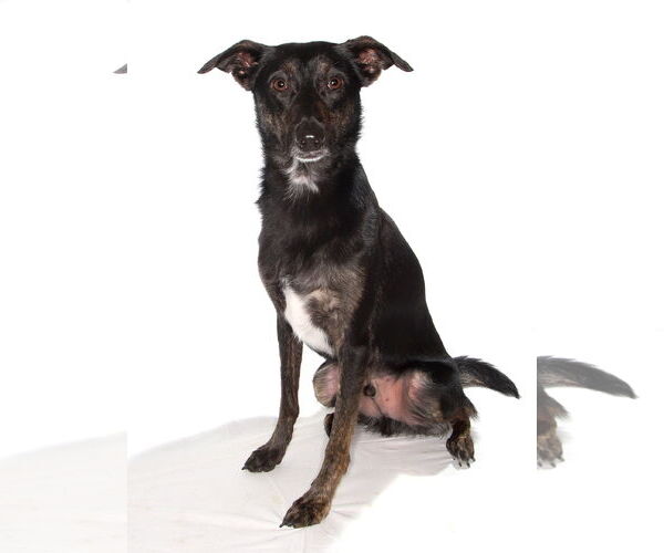 Medium Photo #2 Border Collie-Italian Greyhound Mix Puppy For Sale in Oakland Park, FL, USA