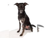 Small #1 Border Collie-Italian Greyhound Mix