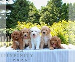 Small #1 Goldendoodle (Miniature)
