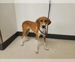 Small Beagle-Pointer Mix