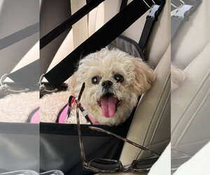 Shih Tzu-Unknown Mix Dogs for adoption in McDonough, GA, USA