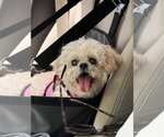 Small Shih Tzu Mix