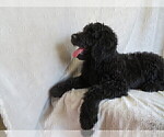 Small Photo #4 Goldendoodle Puppy For Sale in MEMPHIS, MO, USA