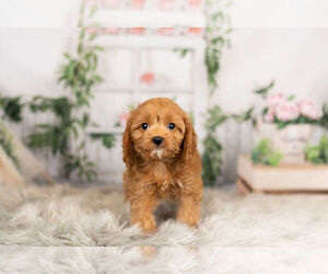 Cavalier King Charles Spaniel-Poodle (Toy) Mix Puppy for Sale in WARSAW, Indiana USA