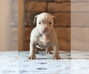 Medium American Bully