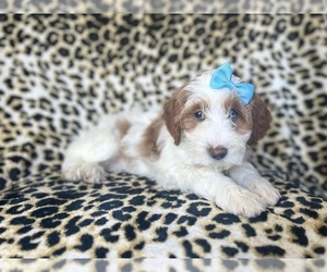 Cavapoo Puppy for sale in LAKELAND, FL, USA