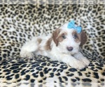 Small Cavapoo