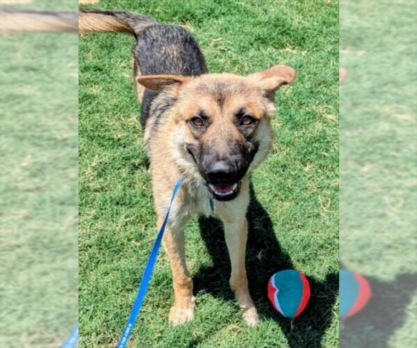 Medium Photo #2 German Shepherd Dog-Unknown Mix Puppy For Sale in Plano, TX, USA
