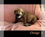 Small Photo #4 Mastiff Puppy For Sale in GALLOWAY, OH, USA