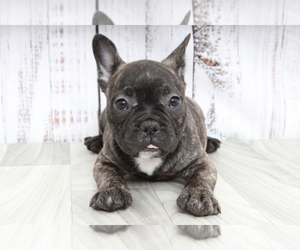 French Bulldog Puppy for sale in MARIETTA, GA, USA