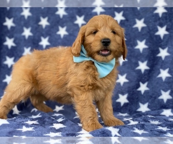 Medium Photo #2 Goldendoodle Puppy For Sale in LANCASTER, PA, USA