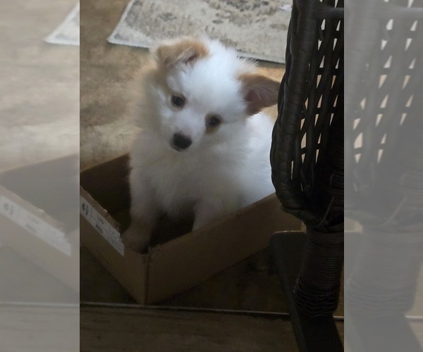 Medium Photo #1 Bichon-A-Ranian-Pomeranian Mix Puppy For Sale in WADSWORTH, OH, USA