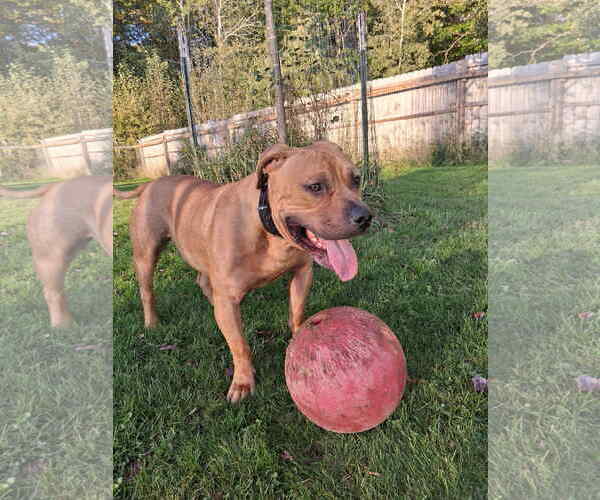 Medium Photo #7 American Pit Bull Terrier-Unknown Mix Puppy For Sale in Duluth, MN, USA