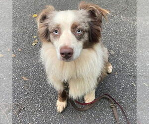 Australian Shepherd Dogs for adoption in Rustburg, VA, USA