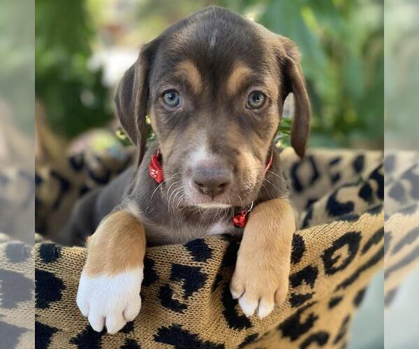 Medium Photo #4 Mutt Puppy For Sale in San Diego, CA, USA