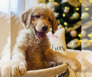 Goldendoodle-Poodle (Standard) Mix Puppy for sale in LEBANON, MO, USA