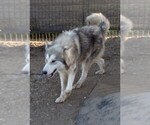 Small Photo #1 Alaskan Malamute-Wolf Hybrid Mix Puppy For Sale in AGUANGA, CA, USA