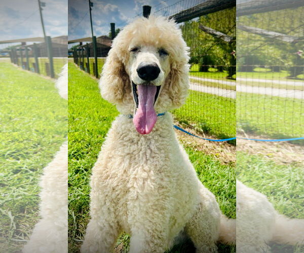 Medium Photo #3 Poodle (Standard) Puppy For Sale in Pacolet, SC, USA
