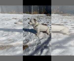 Bright Frankie - Female Australian Shepherd-Pekingese Mix Dog for Adoption - Photo #8