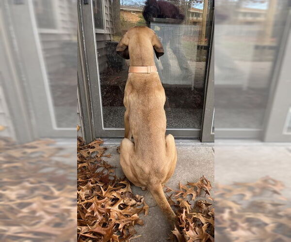 Medium Photo #34 Fila Brasileiro-Great Dane Mix Puppy For Sale in Jasper, AL, USA