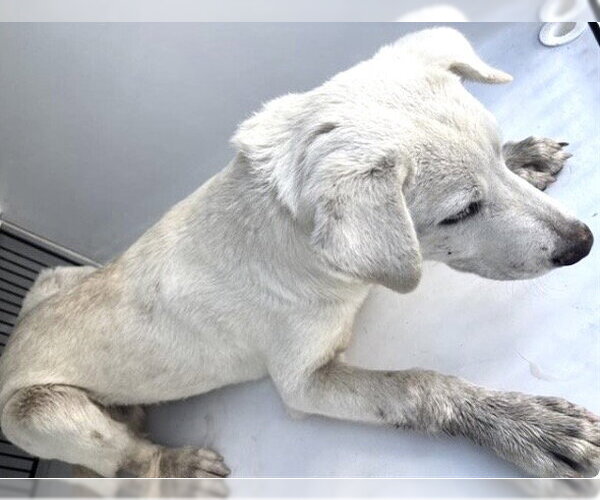 Medium Photo #2 Labrador Retriever Puppy For Sale in Houston, TX, USA