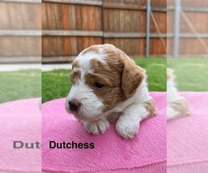Poodle (Miniature) Puppy for sale in THE COLONY, TX, USA