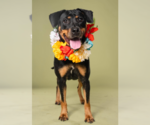 Small #3 Rottweiler
