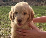 Small Photo #17 Goldendoodle Puppy For Sale in MORELAND, GA, USA