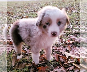 Miniature Australian Shepherd Puppy for sale in AMITY, AR, USA