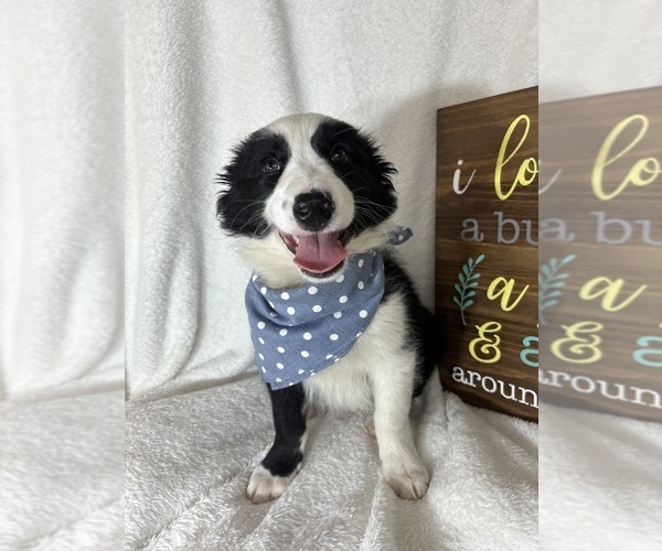 Medium Photo #4 Australian Shepherd Puppy For Sale in GREENFIELD, IN, USA
