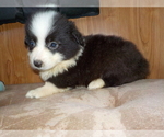 Small Photo #42 Australian Shepherd-Pembroke Welsh Corgi Mix Puppy For Sale in GALLEGOS, NM, USA