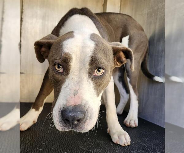 Medium Photo #1 American Staffordshire Terrier-Unknown Mix Puppy For Sale in San Antonio, TX, USA