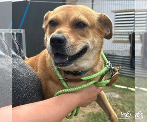 Medium Labrador Retriever-Retriever  Mix
