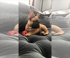 French Bulldog Puppy for sale in CHICAGO, IL, USA