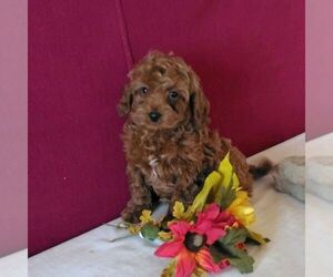 Cavapoo Puppy for sale in GORDONVILLE, PA, USA