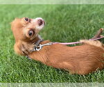 Small #1 Chihuahua Mix
