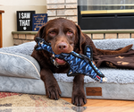 Small Photo #4 Labrador Retriever Puppy For Sale in Clovis, CA, USA