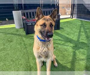 German Shepherd Dog Dogs for adoption in Orange, CA, USA