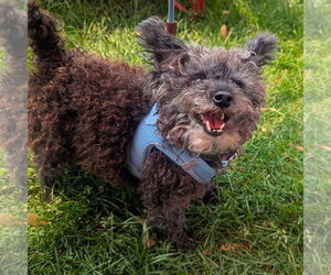 Poodle (Miniature) Dogs for adoption in St. Louis Park, MN, USA