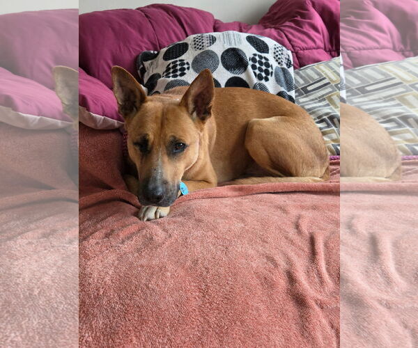 Medium Photo #2 Carolina Dog-Unknown Mix Puppy For Sale in Rockaway, NJ, USA