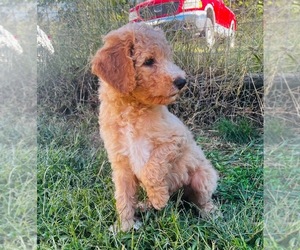 Goldendoodle Puppy for sale in BIG ROCK, TN, USA