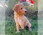 Small Goldendoodle