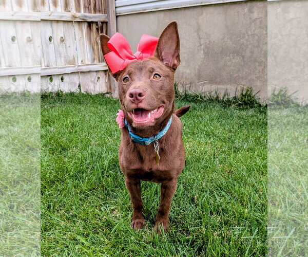 Medium Photo #12 Australian Kelpie-Unknown Mix Puppy For Sale in Sandy, UT, USA