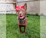 Small #11 Australian Kelpie Mix