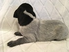 Small Photo #1 German Shorthaired Pointer Puppy For Sale in CASTLE ROCK, CO, USA