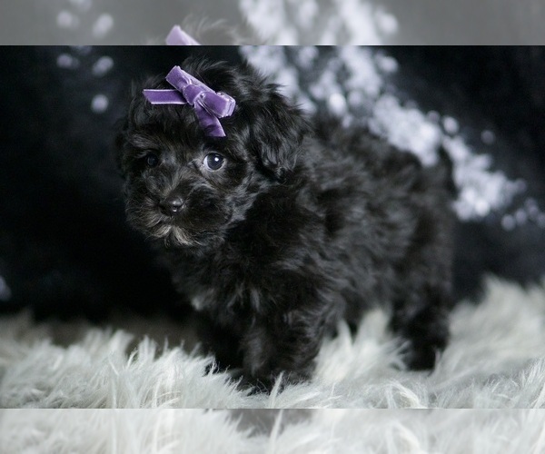 Medium Photo #6 Maltipoo Puppy For Sale in WARSAW, IN, USA
