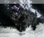 Small #5 Maltipoo