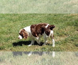 Mother of the English Springer Spaniel puppies born on 04/10/2019