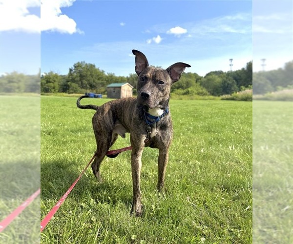 Medium Photo #2 Mutt Puppy For Sale in Gloversville, NY, USA